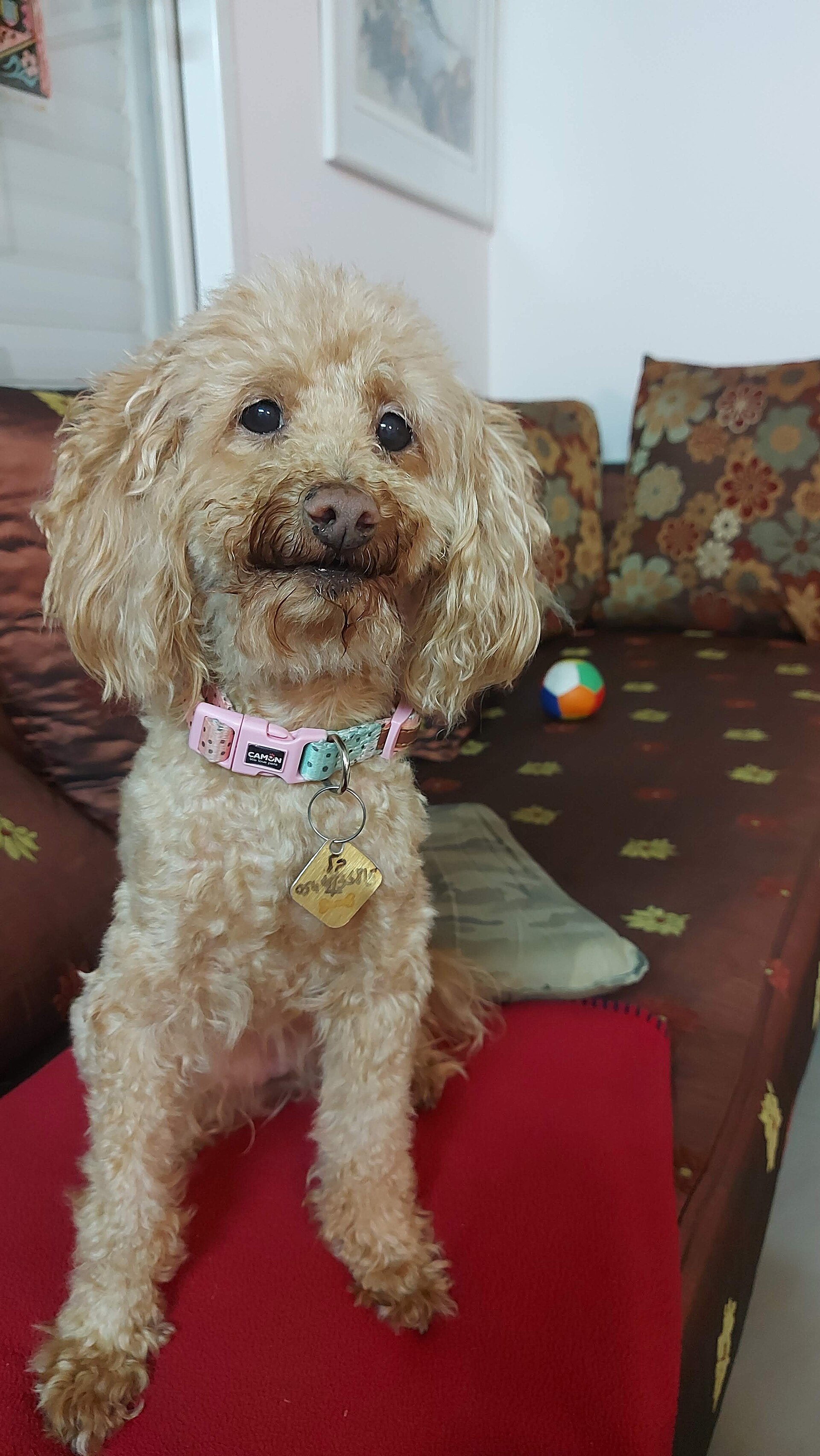 Poodle recién arreglado