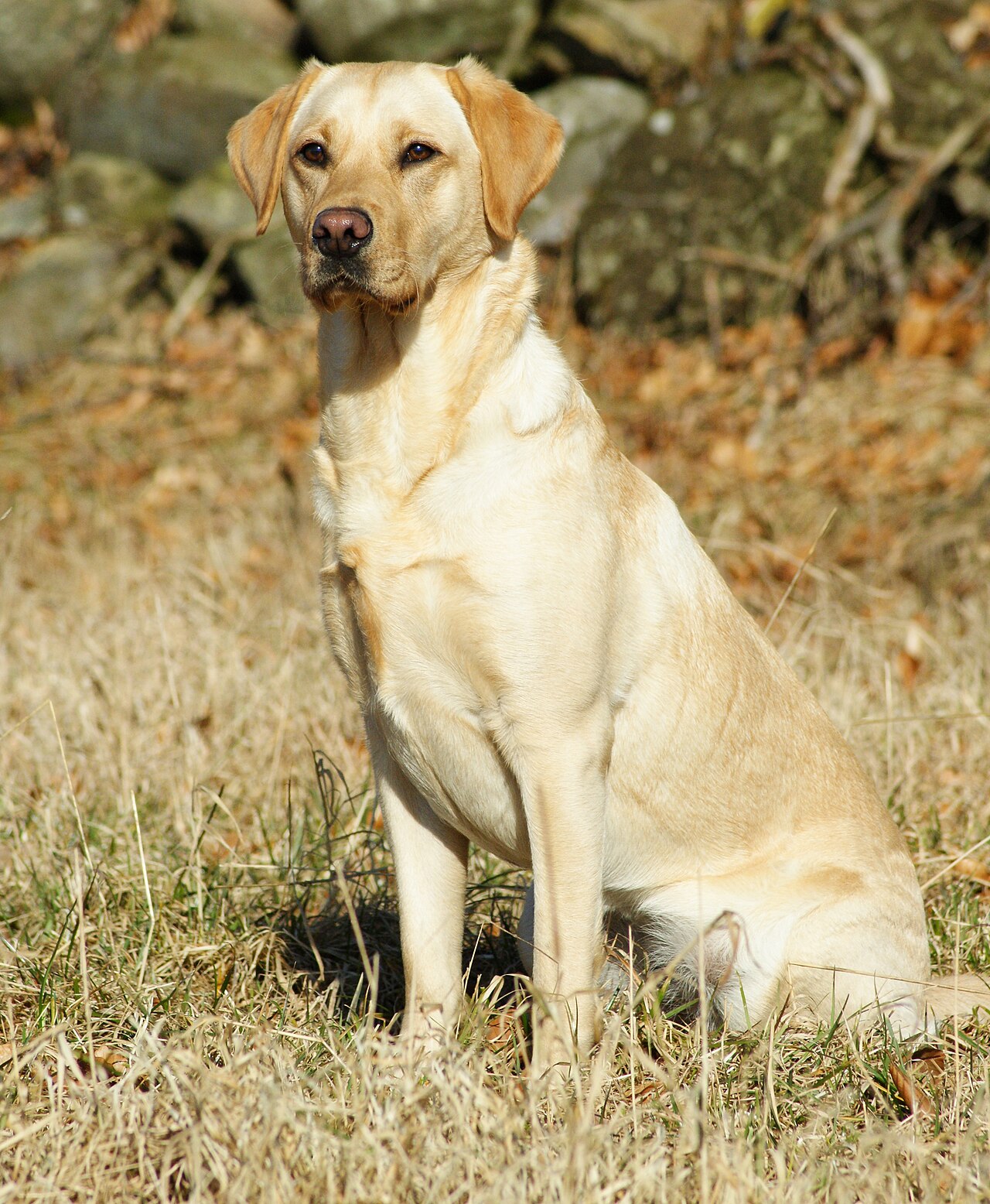 Golden retriever bien cuidado