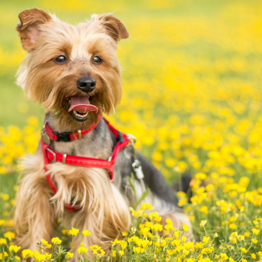 Yorkshire terrier arreglado