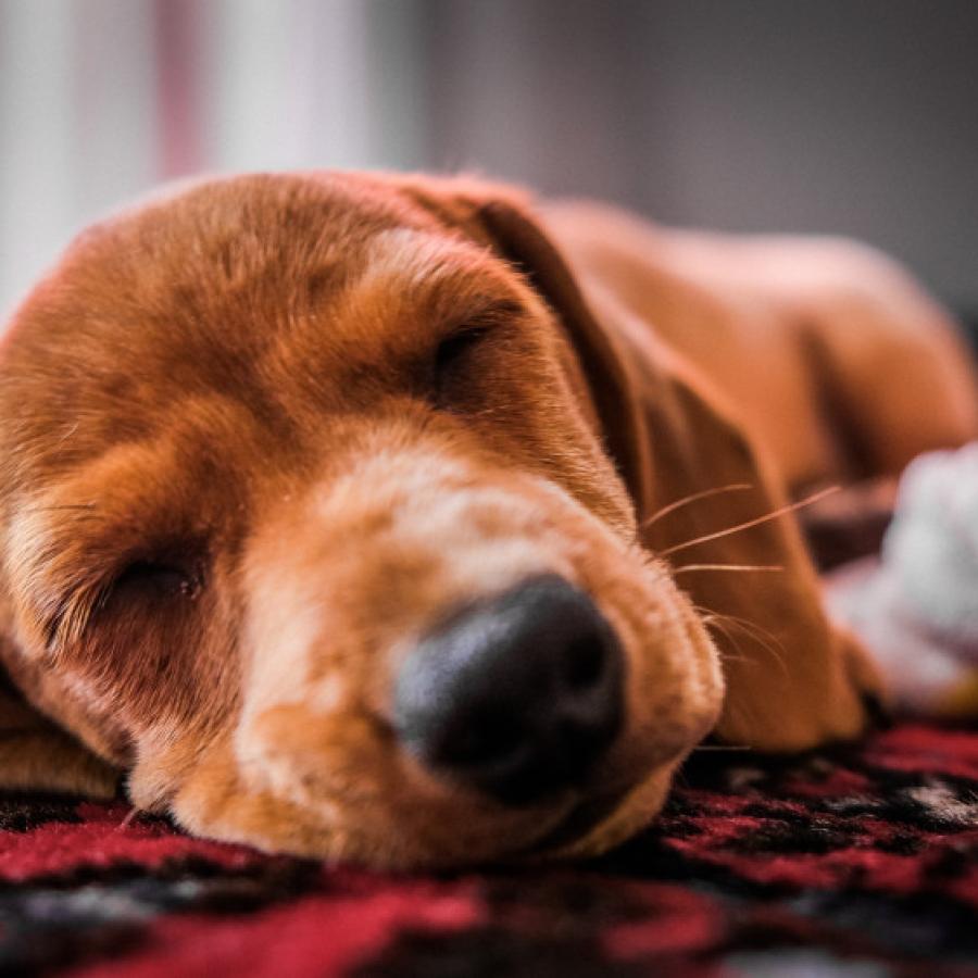 Cachorro consentido tras su spa